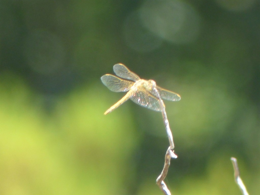 indentificazioni difficili: Anax ephippiger e Sympetrum fonscolombii